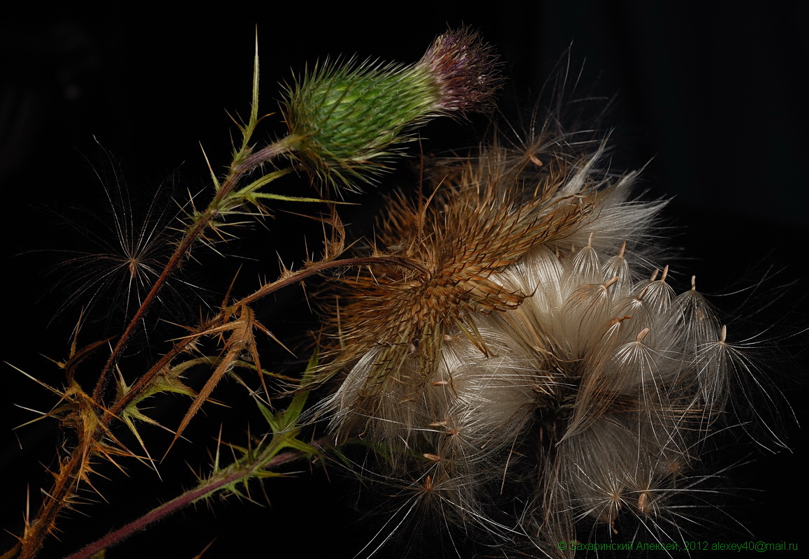 Image of Cirsium vulgare specimen.