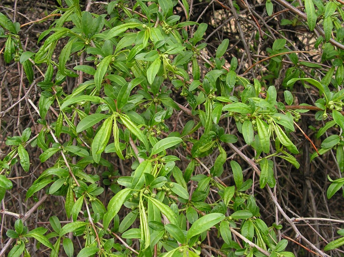Image of Prinsepia sinensis specimen.