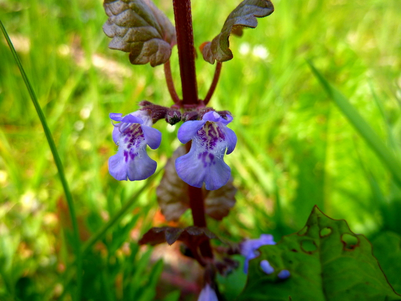 Изображение особи Glechoma hederacea.