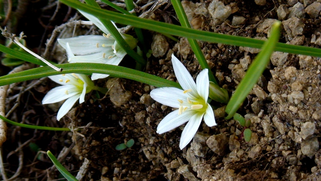 Изображение особи Ornithogalum sigmoideum.