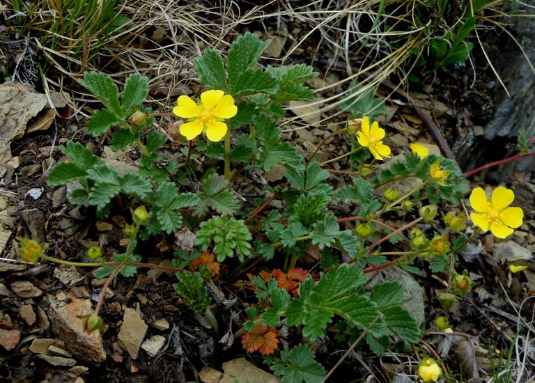 Изображение особи Potentilla rugulosa.