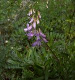 Vicia sylvatica. Соцветие. Курская обл., г. Железногорск, ур. Опажье. 6 августа 2007 г.