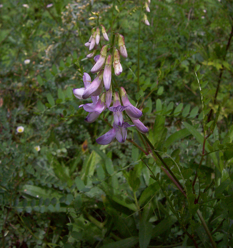 Image of Vicia sylvatica specimen.