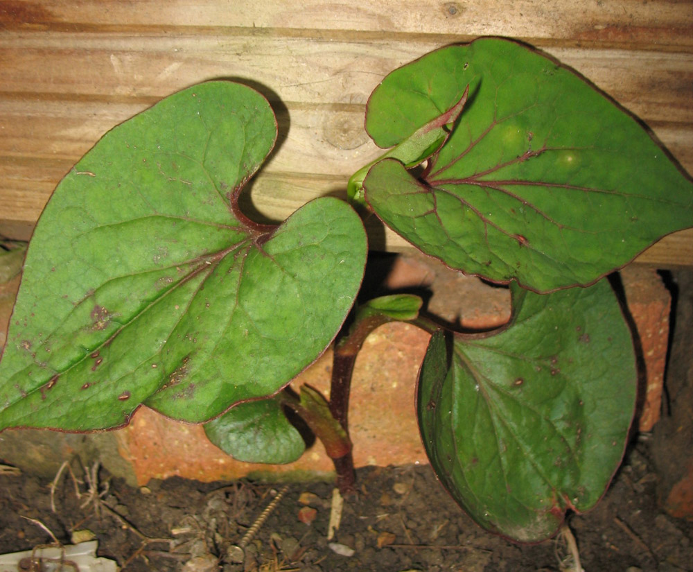 Image of Houttuynia cordata specimen.