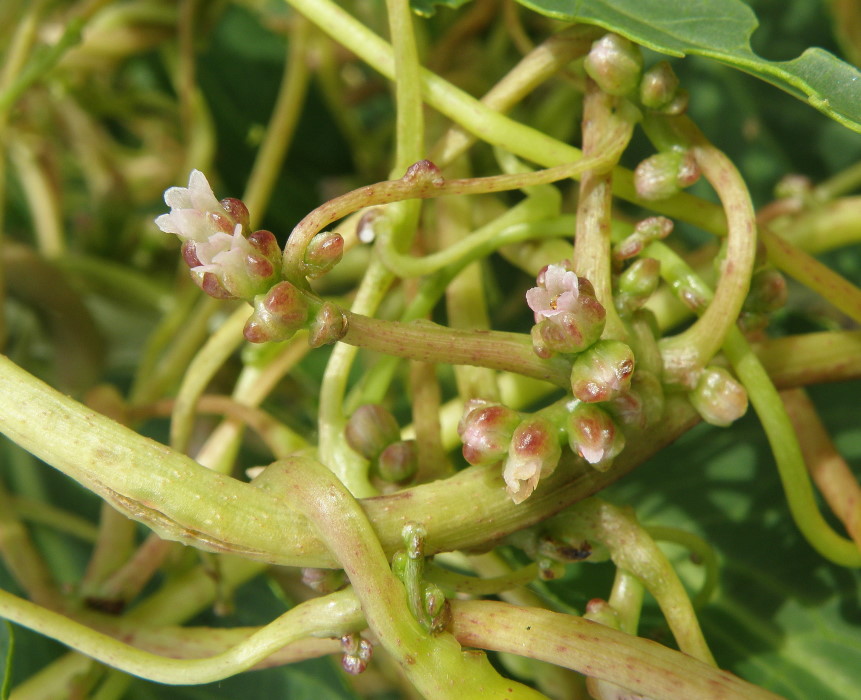 Image of Cuscuta monogyna specimen.