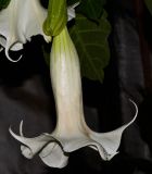 Brugmansia arborea