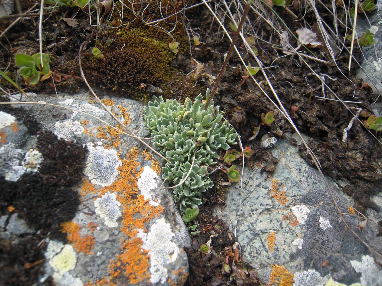 Image of Saxifraga cartilaginea specimen.