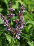 Salvia verticillata
