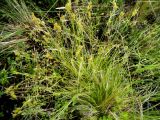 Carex flava