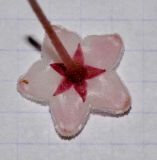 Hoya carnosa