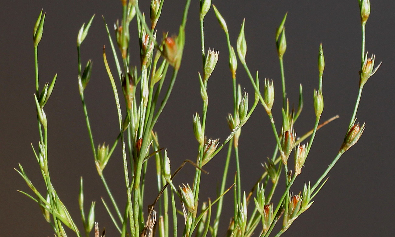 Изображение особи Juncus bufonius.