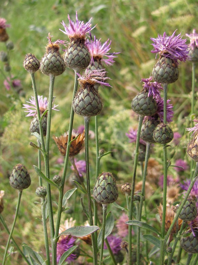 Image of Centaurea apiculata specimen.