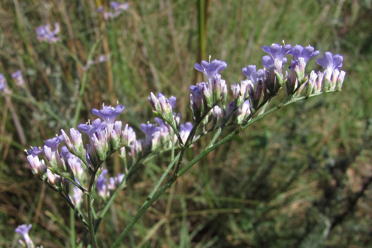 Изображение особи Limonium scoparium.