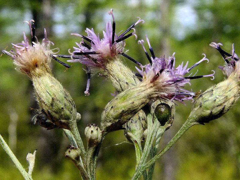 Изображение особи Saussurea amurensis.