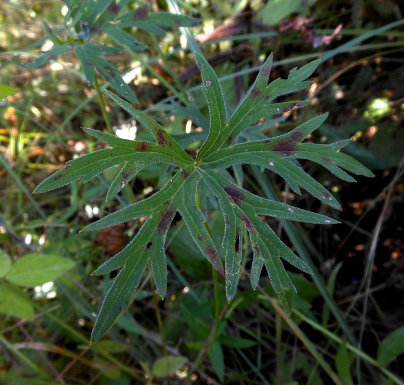 Image of Geranium soboliferum specimen.