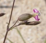 Image of taxon representative. Author is Роланд Цандекидис