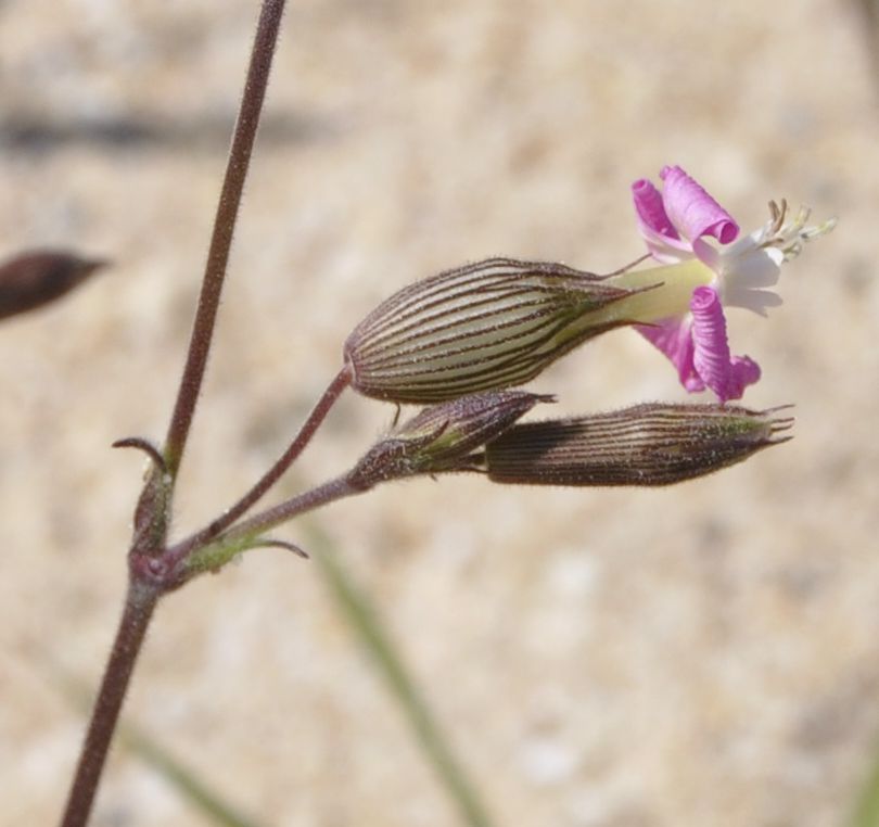 Image of Pleconax subconica specimen.