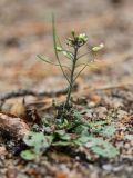 Arabidopsis thaliana. Цветущее и плодоносящее растение. Ленинградская обл., побережье в р-не пос. Большая Ижора, участок открытого субстрата в приморском сосняке на дюне. 15.09.2012.