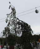 Fagus sylvatica var. pendula