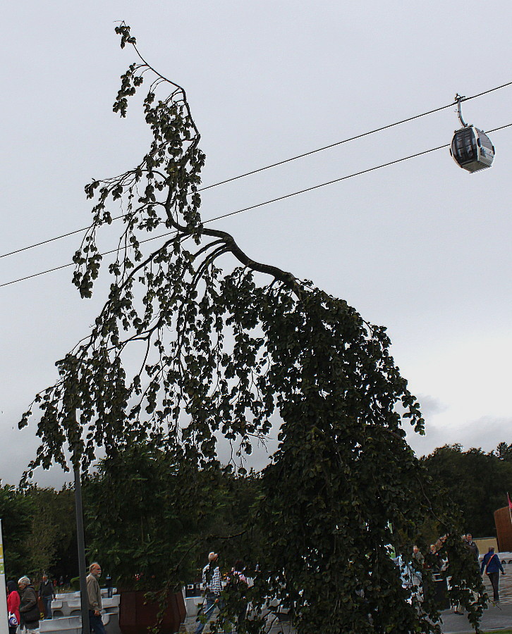 Image of Fagus sylvatica var. pendula specimen.