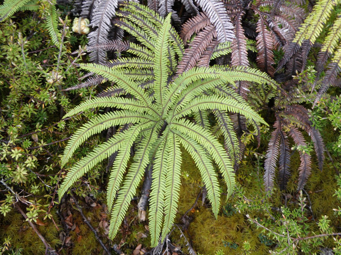 Image of Sticherus cunninghamii specimen.