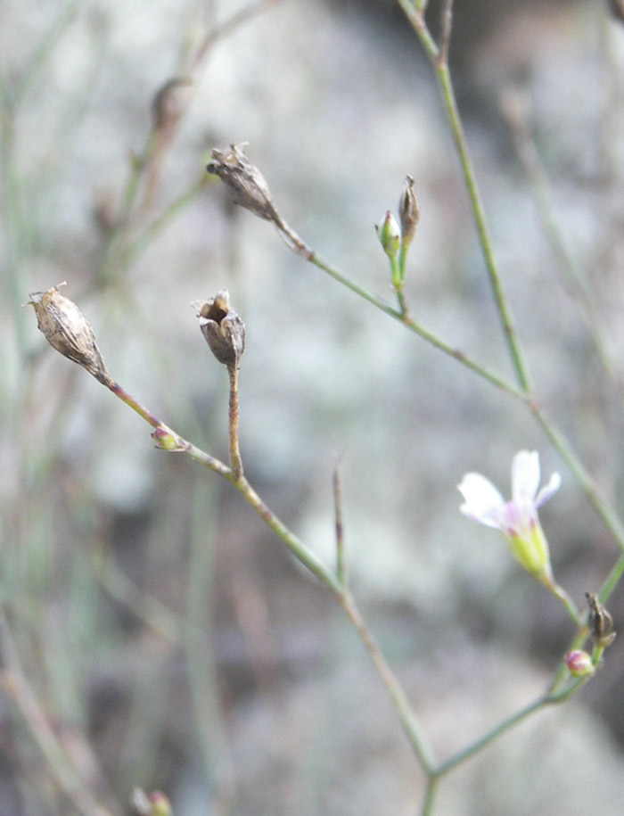 Image of Gypsophila lipskyi specimen.