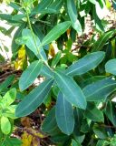 Bupleurum fruticosum. Средняя часть побега. Испания, Каталония, Барселона, монастырь Монтсеррат, у тропы по склону горы. 25.06.2012.