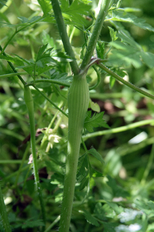 Изображение особи Physocaulis nodosus.