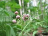 Chimaphila umbellata