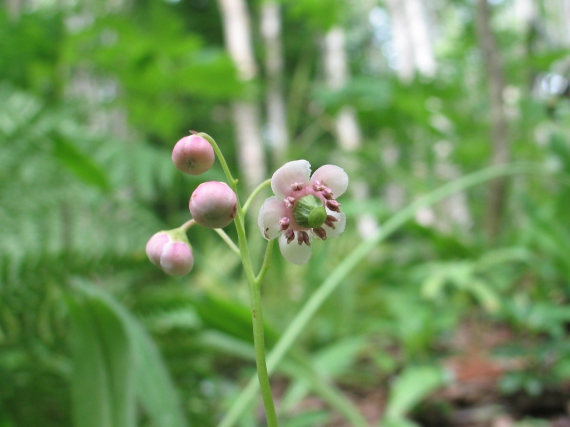 Image of Chimaphila umbellata specimen.