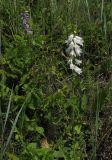 Campanula bononiensis. Цветущие растения типичной (слева) и белоцветковой форм. Московская обл., Серебрянопрудский р-н, степной склон у р. Полосня. 01.07.2012.