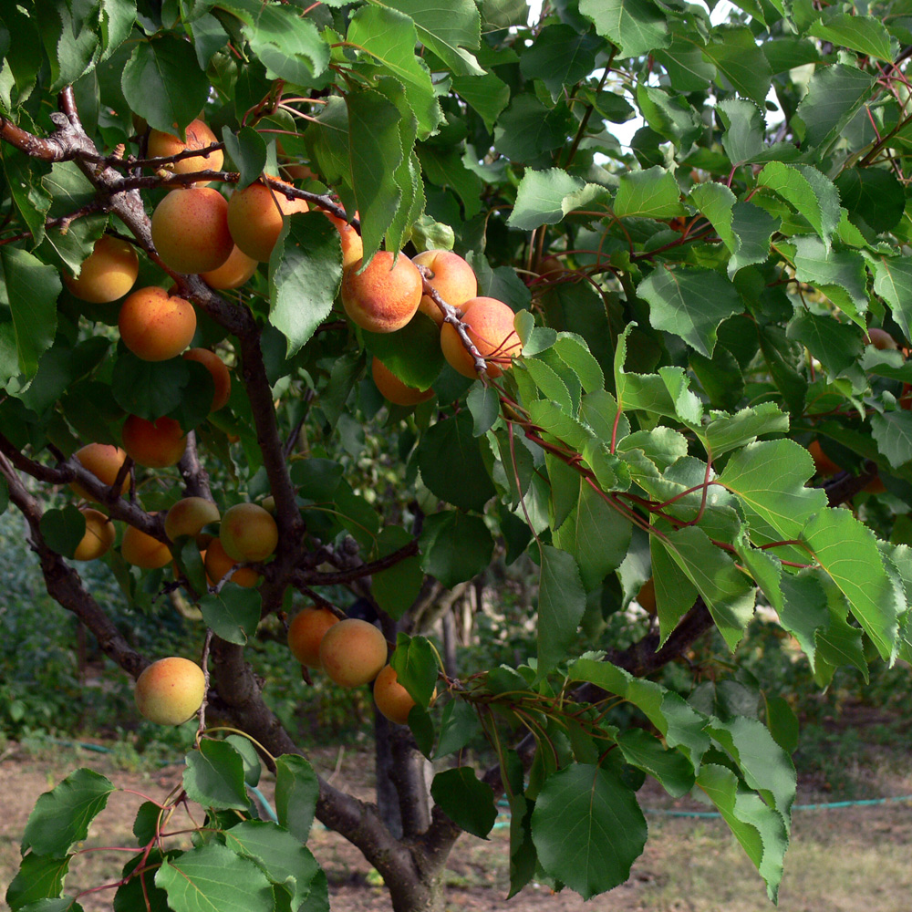 Изображение особи Armeniaca vulgaris.