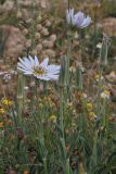 Tragopogon collinus