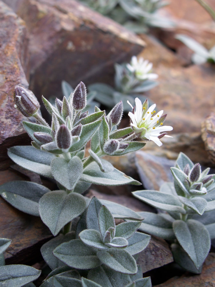 Image of Stellaria turkestanica specimen.