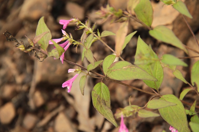 Изображение особи Melampyrum roseum.