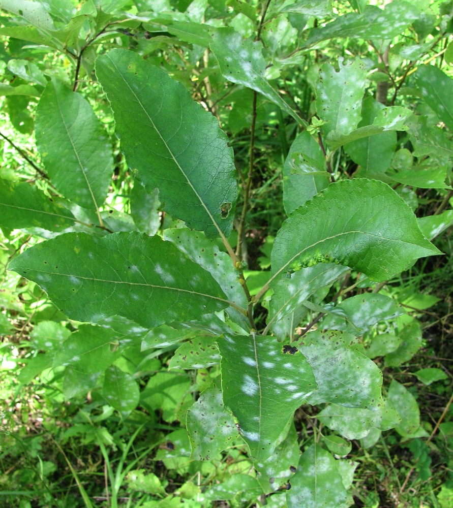 Изображение особи Salix caprea.