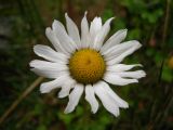 Arctanthemum arcticum