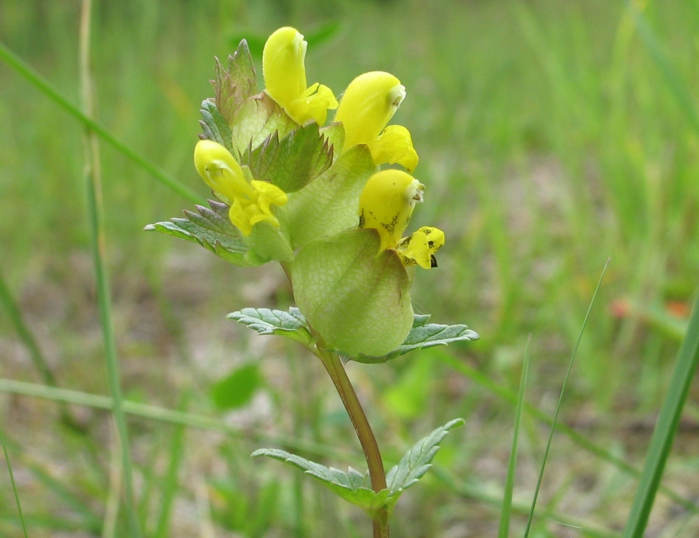 Изображение особи Rhinanthus minor.