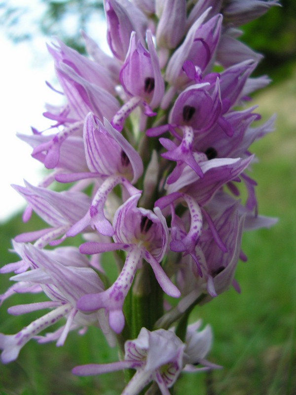 Изображение особи Orchis militaris ssp. stevenii.