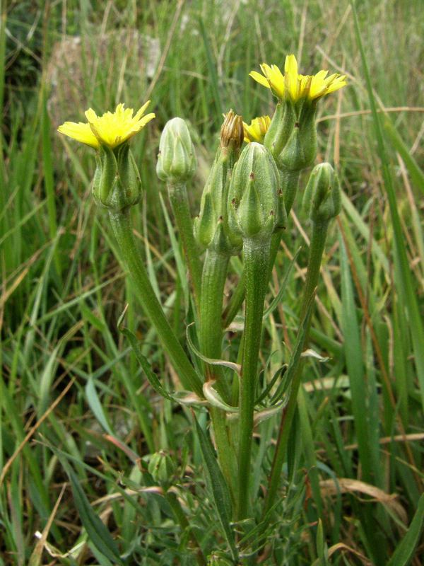 Image of Scorzonera laciniata specimen.