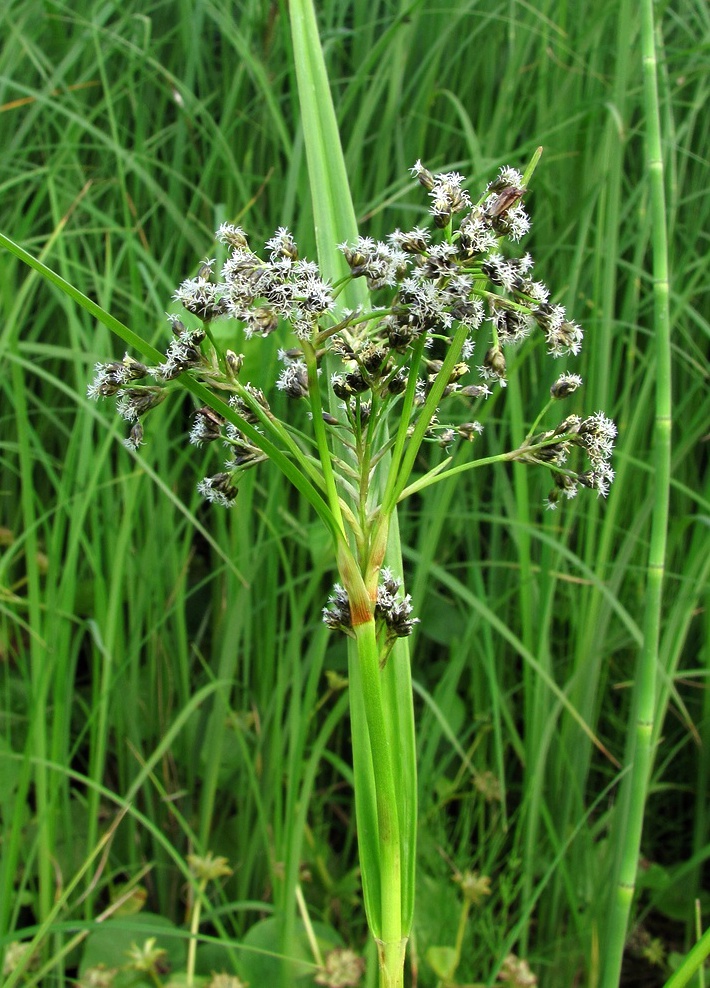 Image of Scirpus sylvaticus specimen.