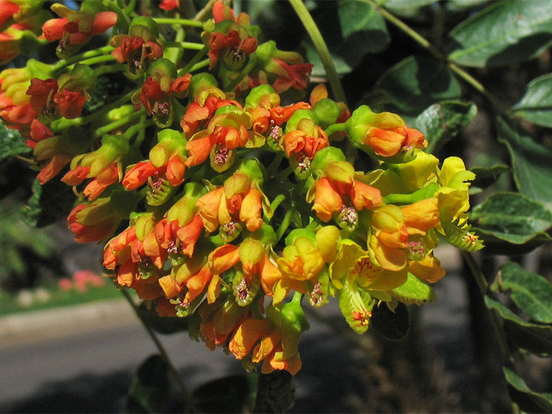 Изображение особи Caesalpinia spinosa.