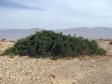Capparis cartilaginea. Взрослое растение на галечнике. Израиль, долина Арава, днище плоского, широкого русла (высота растения примерно полтора метра, диаметр - около трёх). Декабрь 2012 г.