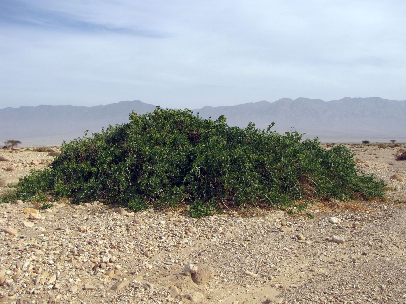 Изображение особи Capparis cartilaginea.