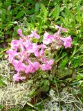 Pedicularis amoena