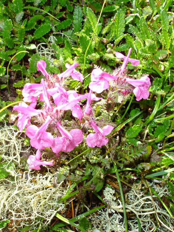 Изображение особи Pedicularis amoena.