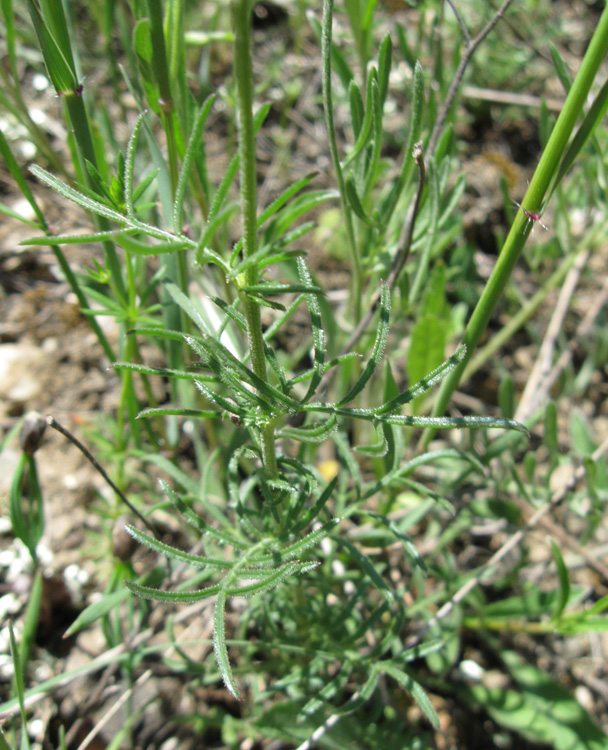 Image of Crupina vulgaris specimen.