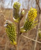 Salix cinerea