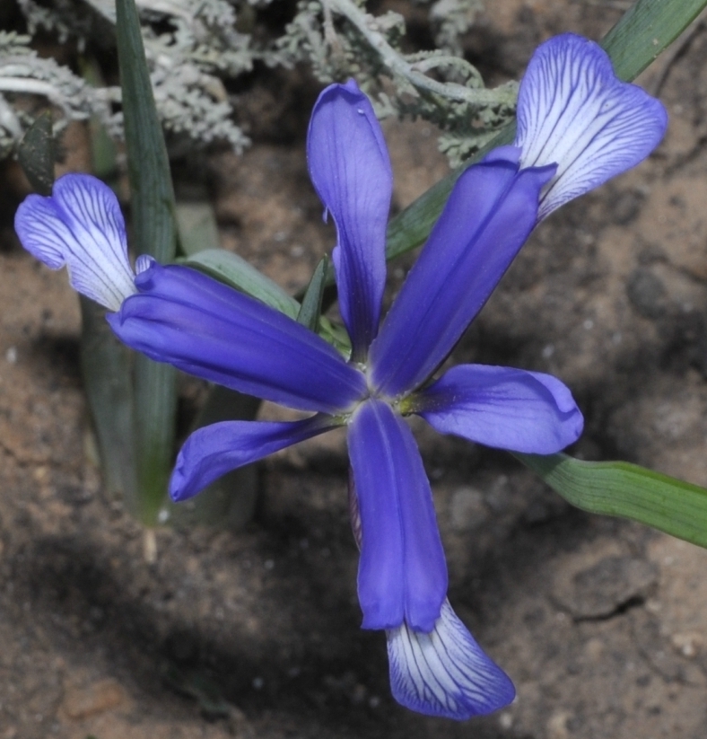 Изображение особи Iris sintenisii.