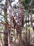 Robinia pseudoacacia